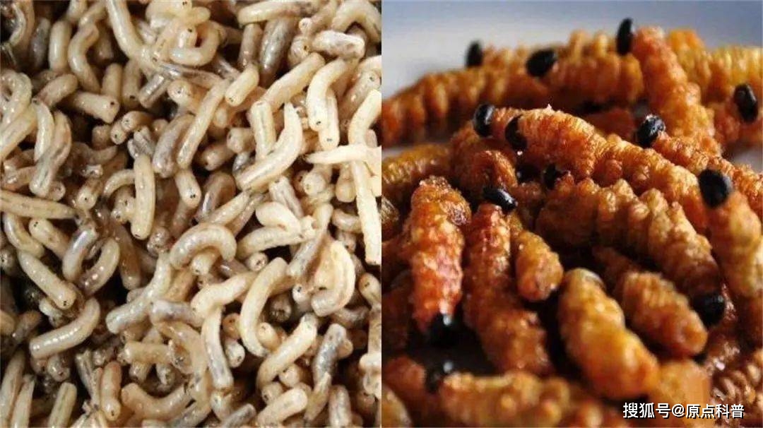 江苏特色黑暗料理盘点_黑暗料理排行榜前十名网红,_江苏黑暗料理排名